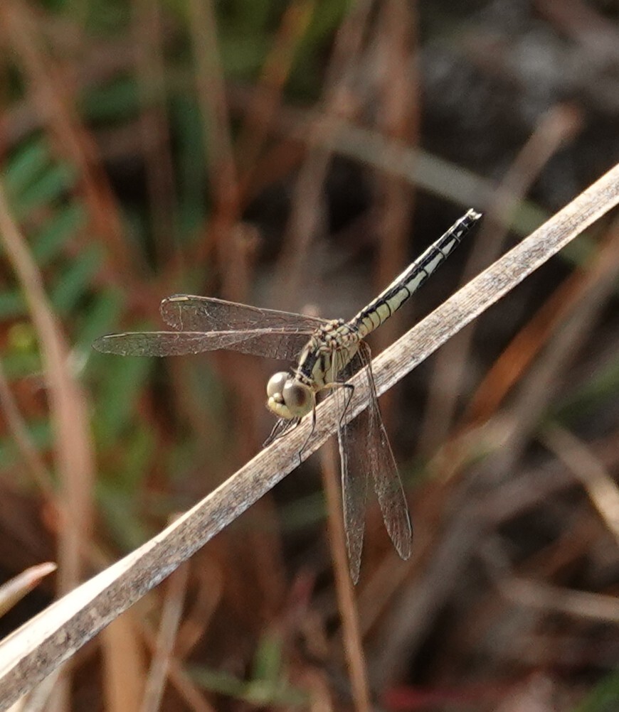 Black-Tipped Percher