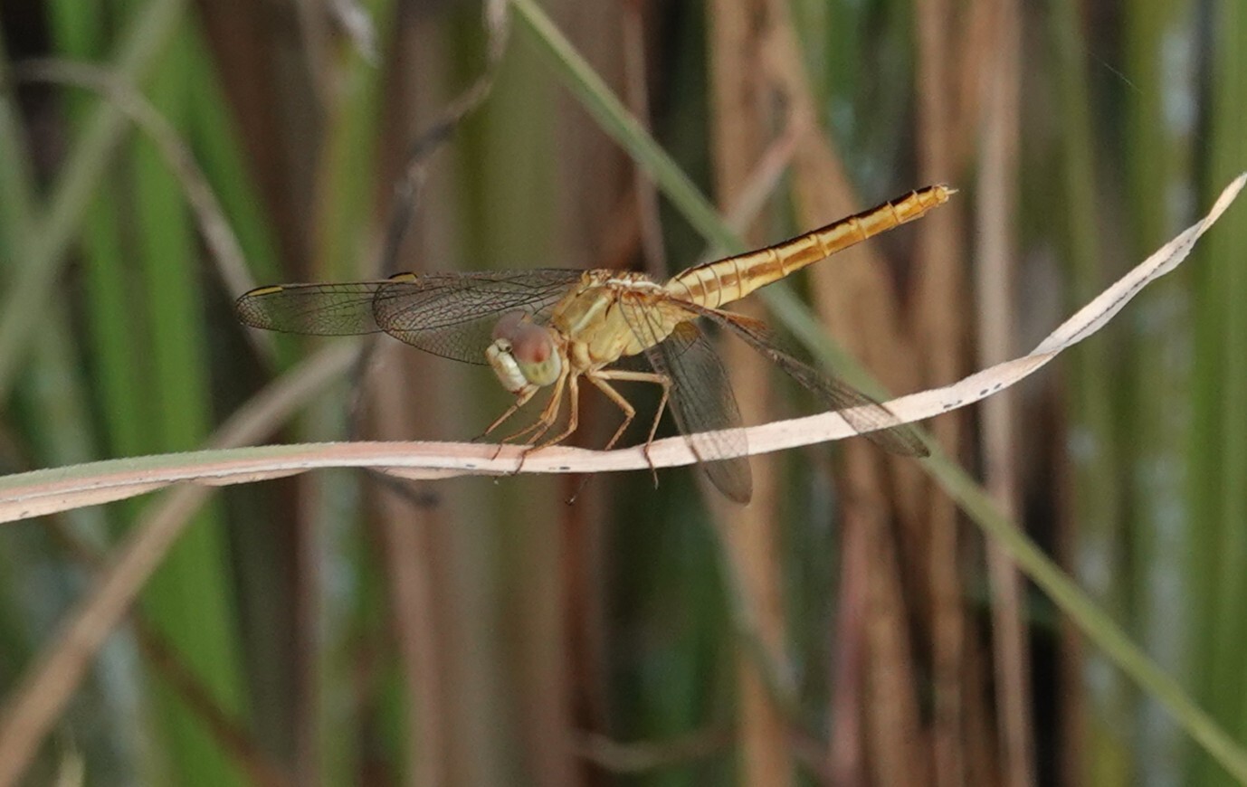 Scarlet Skimmer
