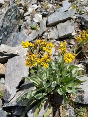 Senecio atratus