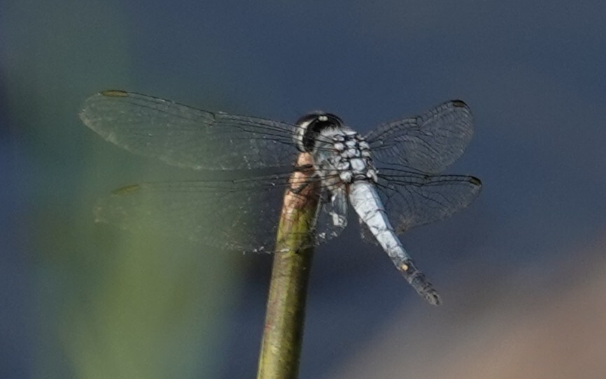 Little Blue Marsh Hawk