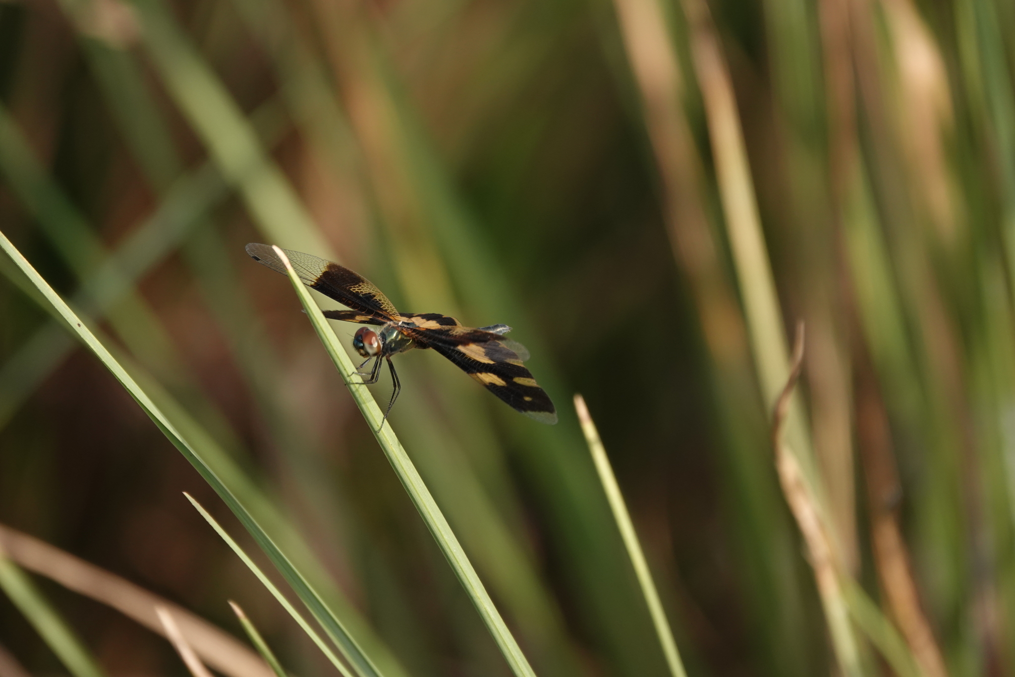 Common Picture Wing