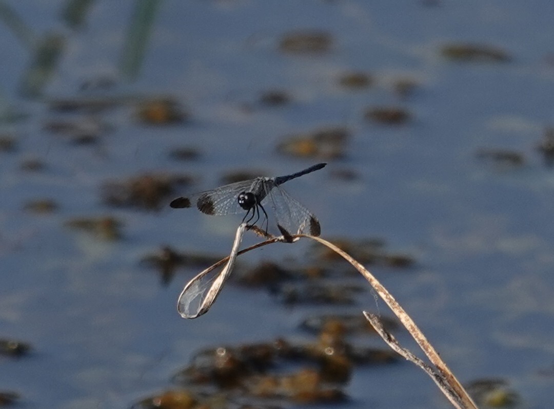 Black-Tipped Percher