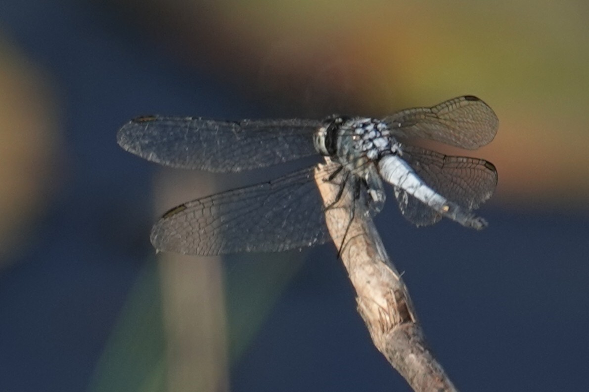 Little Blue Marsh Hawk