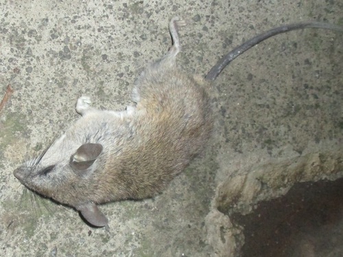 Merriam's Piñon Mouse