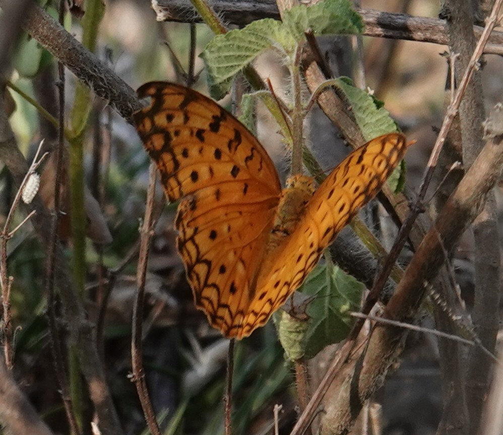 Common Leopard