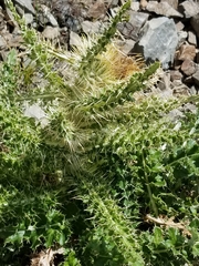 Cirsium funkiae