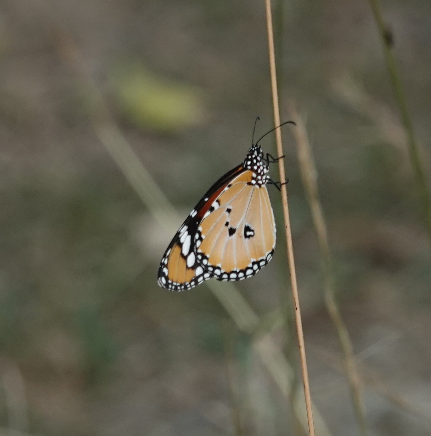 Plain Tiger