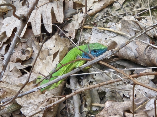 Green Lizard