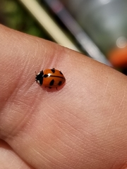 Coccinella alta