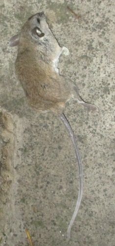 Merriam's Piñon Mouse