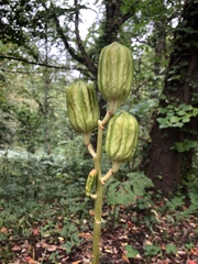 Cardiocrinum cordatum