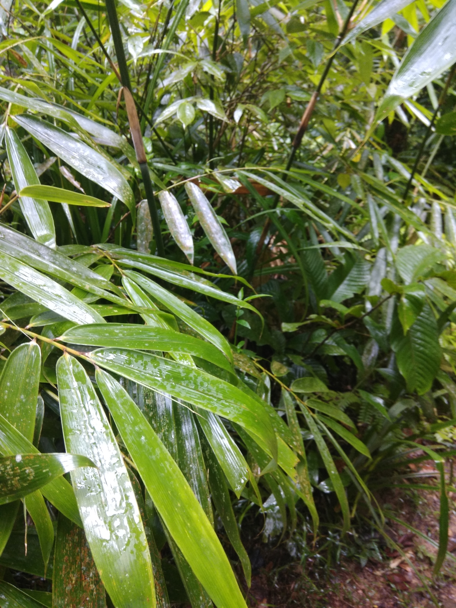 Ochlandra