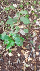 Streblus heterophyllus