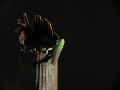 Neocoelidia tuberculata