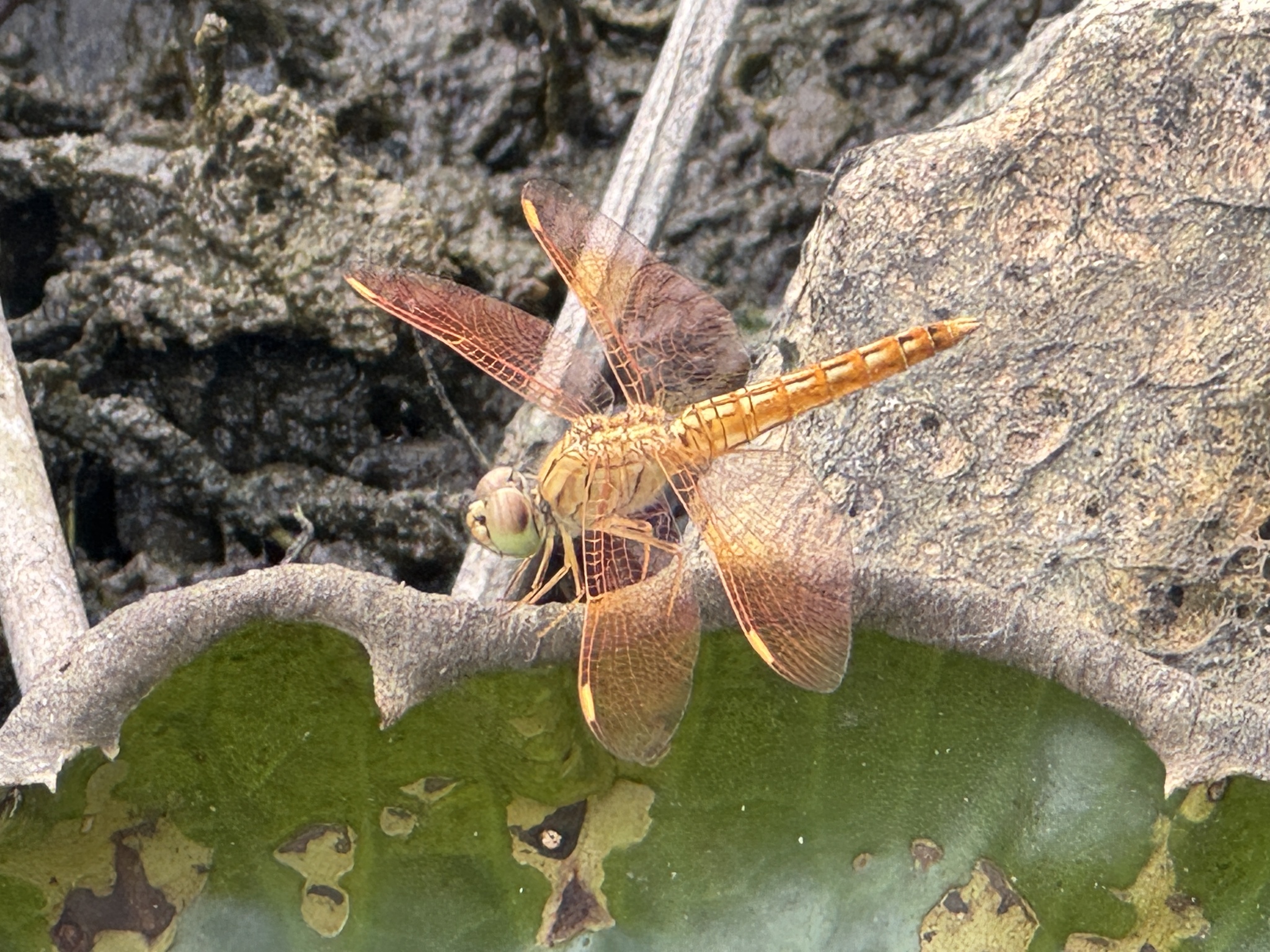Ditch Jewel