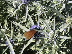 Pepsis pallidolimbata