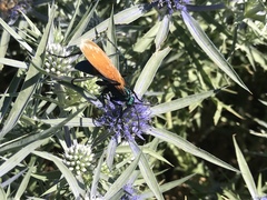 Pepsis pallidolimbata