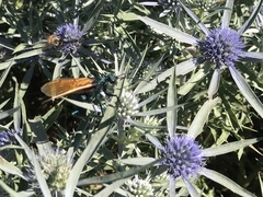 Pepsis pallidolimbata