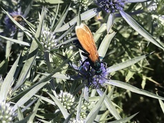 Pepsis pallidolimbata