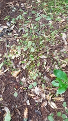 Streblus heterophyllus