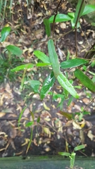 Parsonsia heterophylla