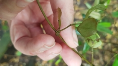 Parsonsia heterophylla