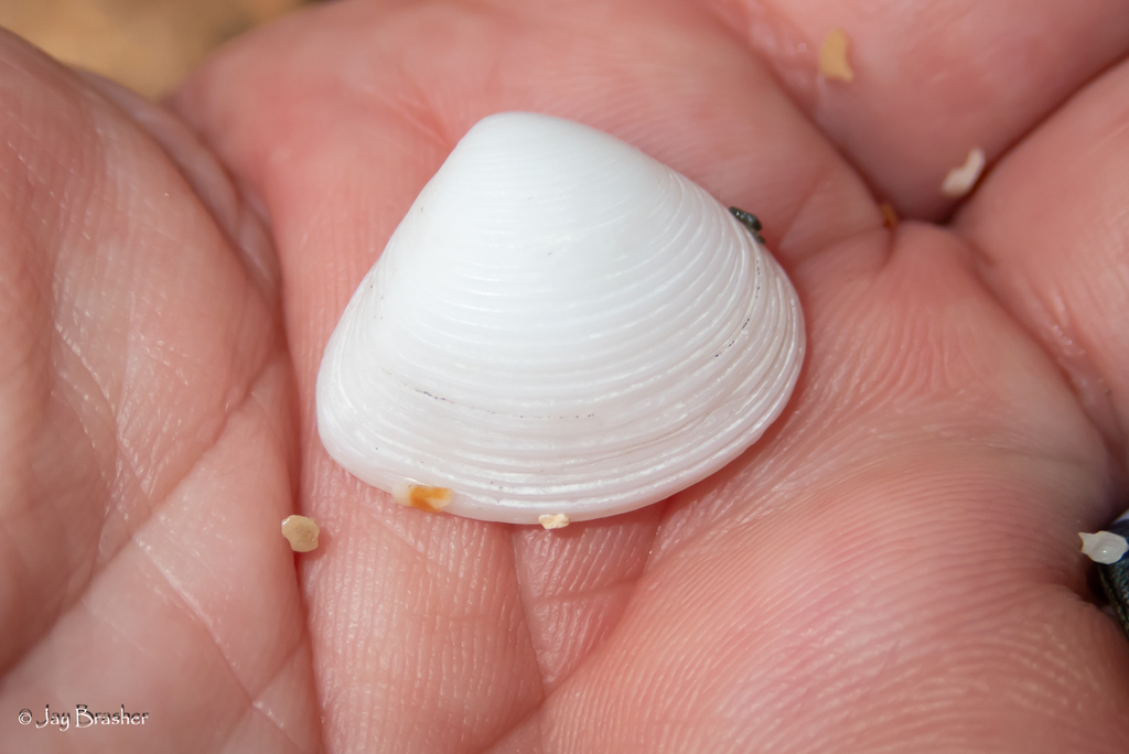 Striated Little Triangle Shell