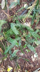 Blechnum parrisiae