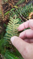 Blechnum parrisiae