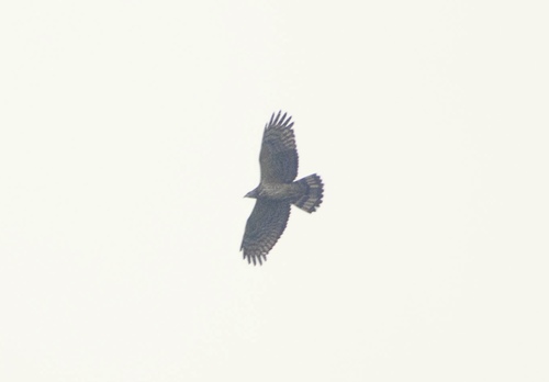 Oriental Honey-buzzard