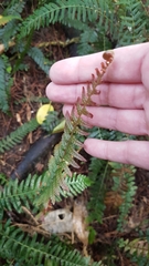 Blechnum parrisiae