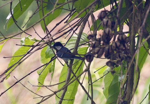 Asian Tit