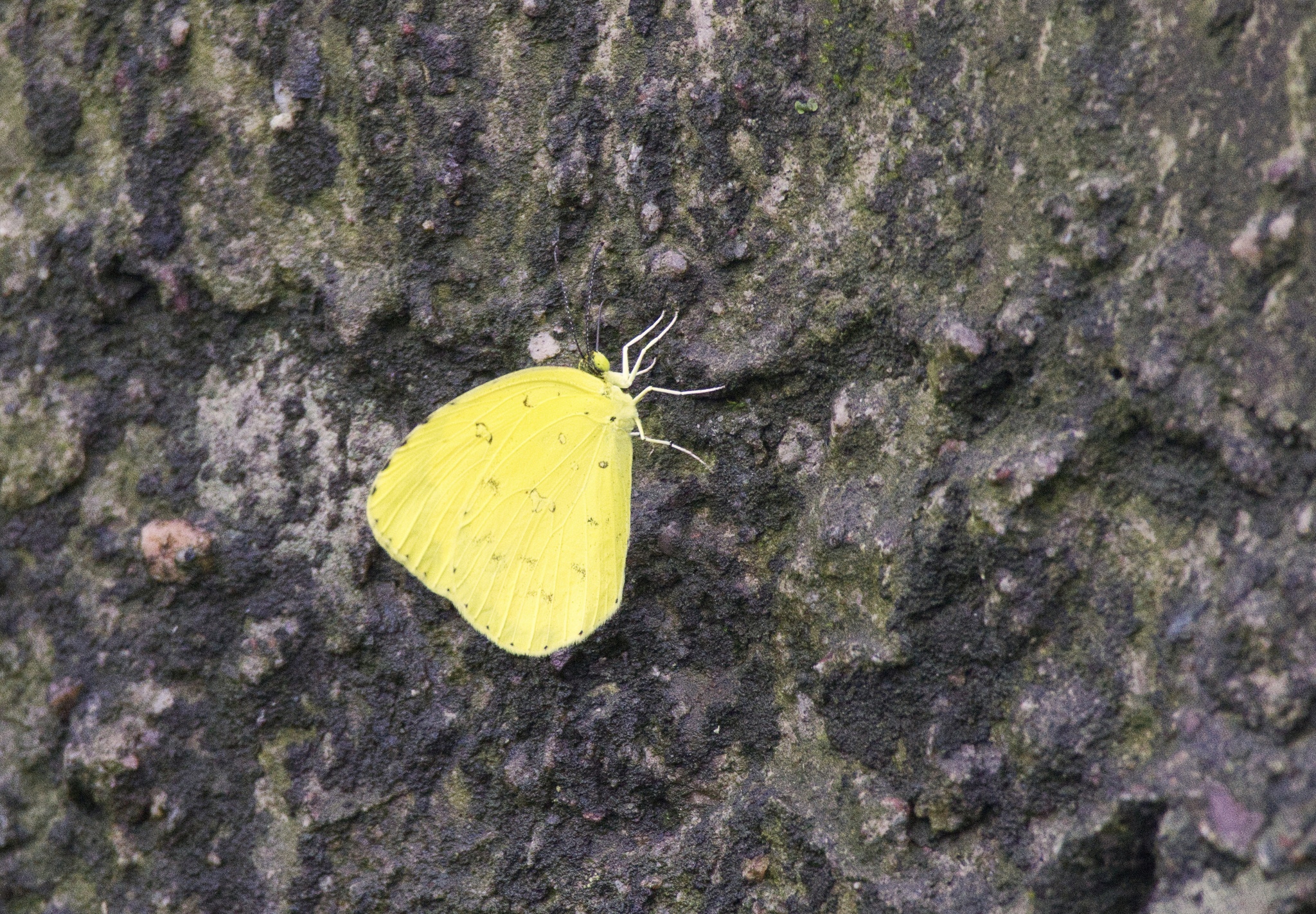 Common Grass Yellow