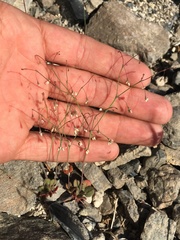 Eriogonum esmeraldense esmeraldense