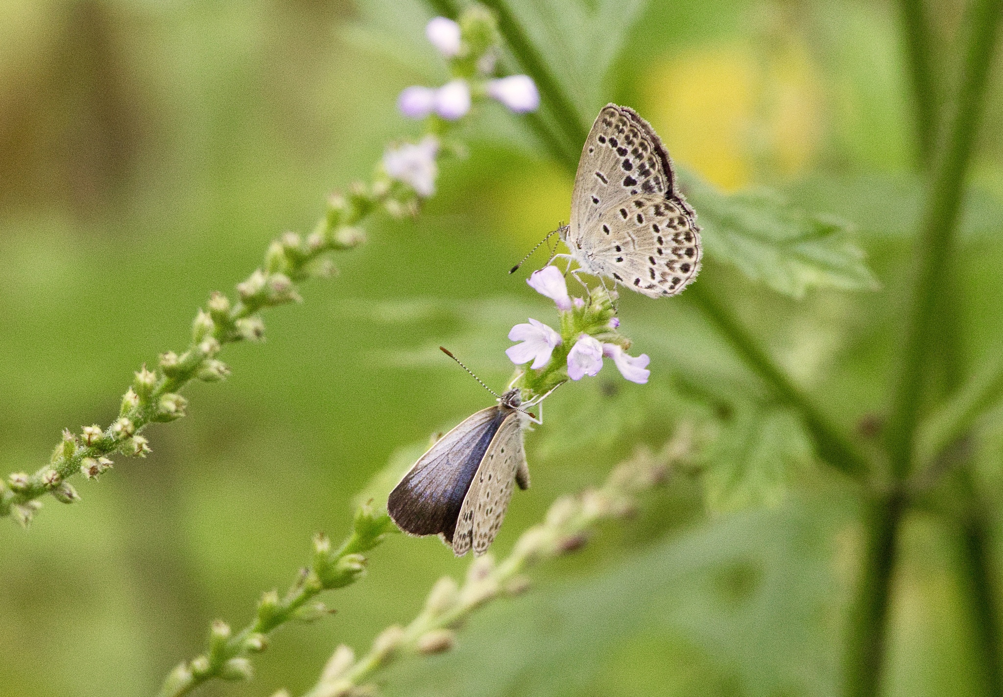 Pale Grass Blue