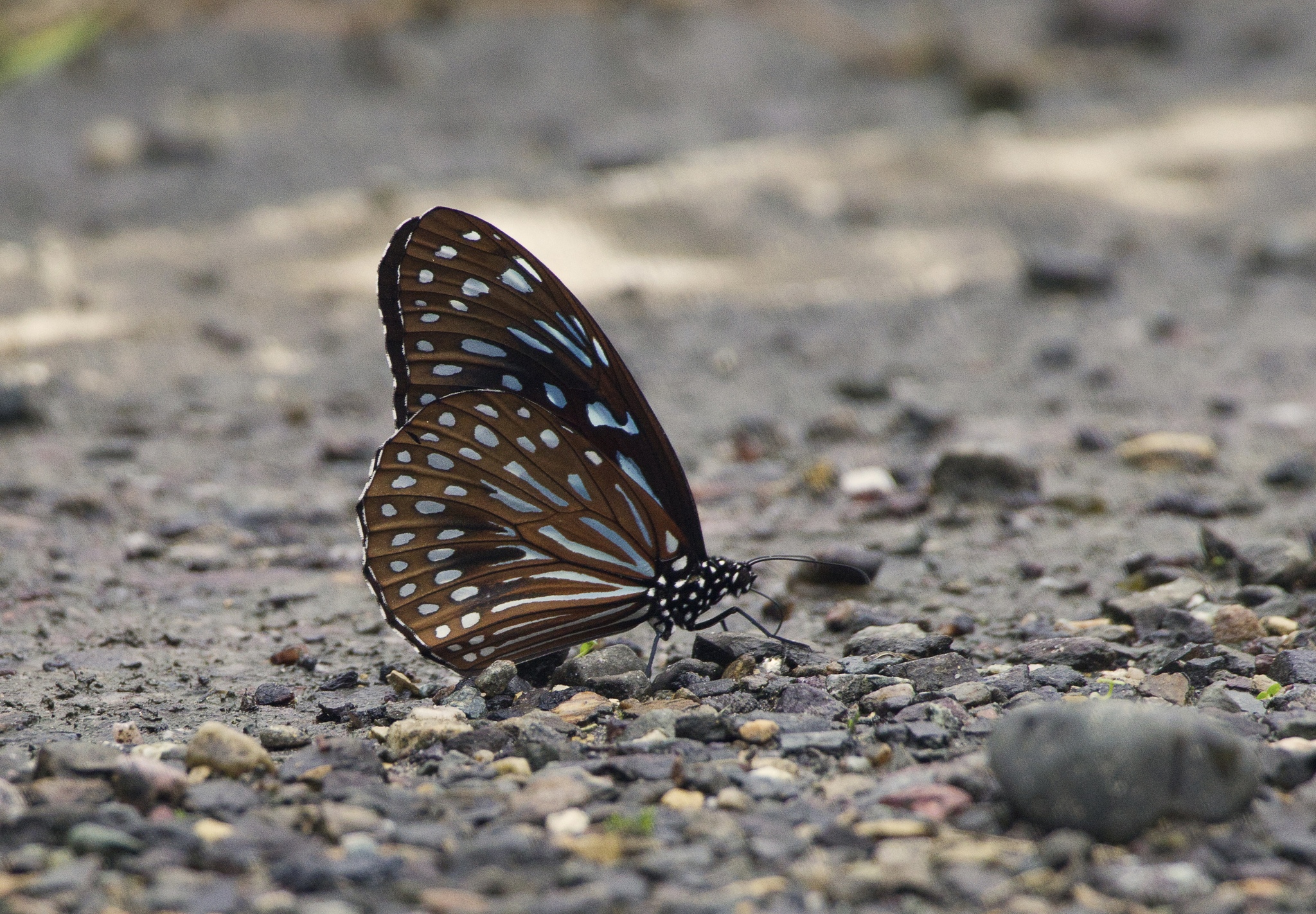 Dark Blue Tiger