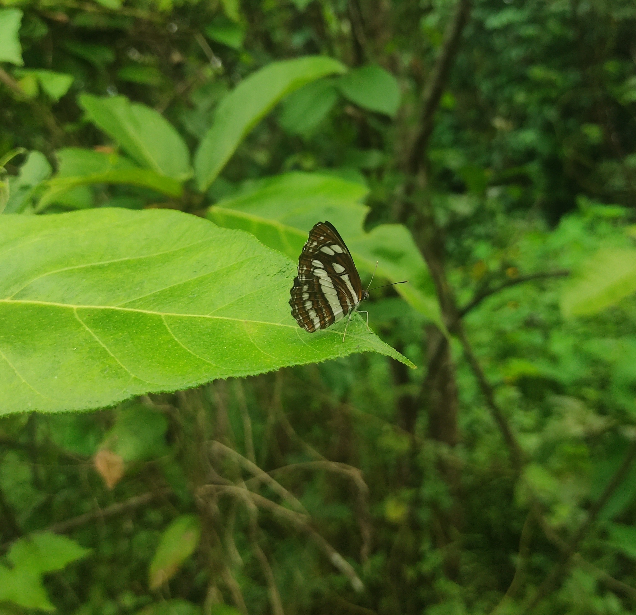 Common Sailer