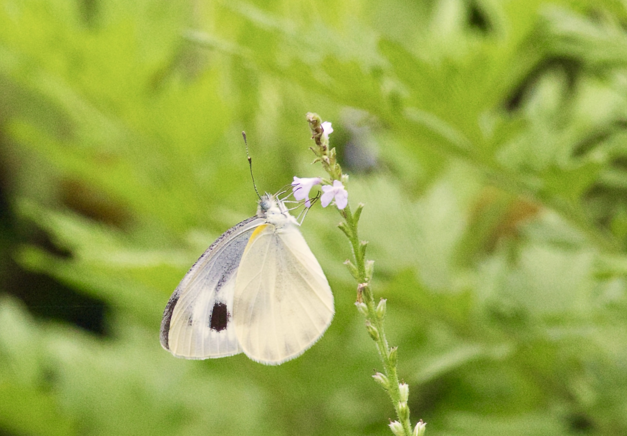 Asian Cabbage White