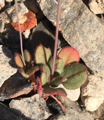 Eriogonum esmeraldense esmeraldense