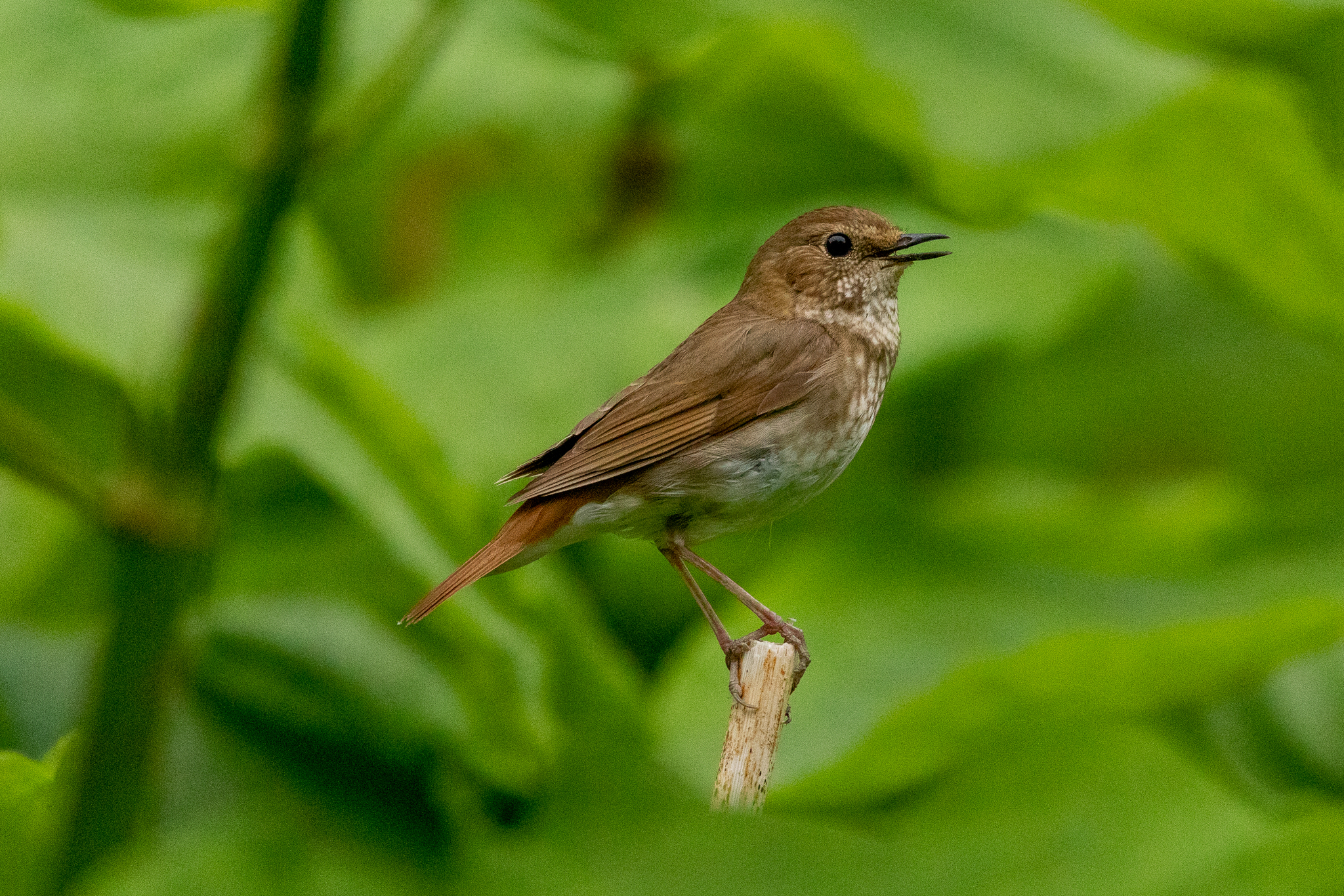 Rufous-tailed Robin