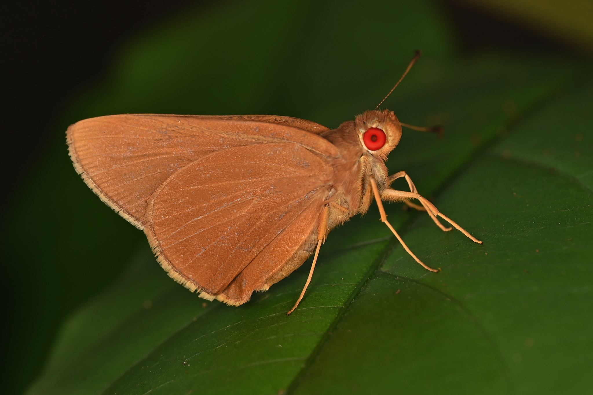 Common Branded Redeye