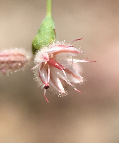 Image of Eriogonum glandulosum by (c) Matt Berger, some rights reserved (CC BY)