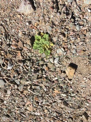 Eriogonum glandulosum
