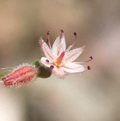 Eriogonum glandulosum