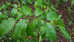 Geniostoma ligustrifolium