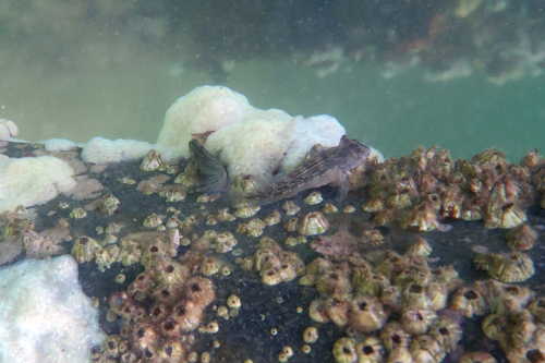 Lang's blenny (Hypleurochilus langi) — Blenniidae