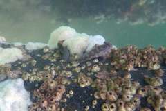 Lang's Blenny photo 4