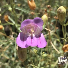 Penstemon fruticiformis