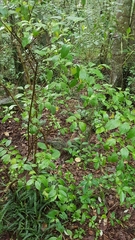 Geniostoma ligustrifolium