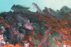 Oyster Blenny photo 2